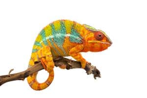 Kamelion